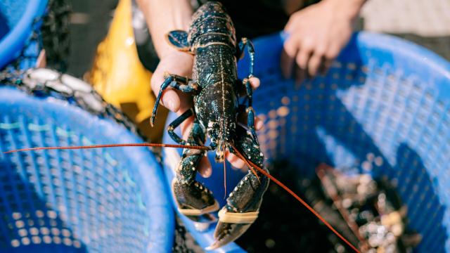 Lobster Chausey Archipelago Granville