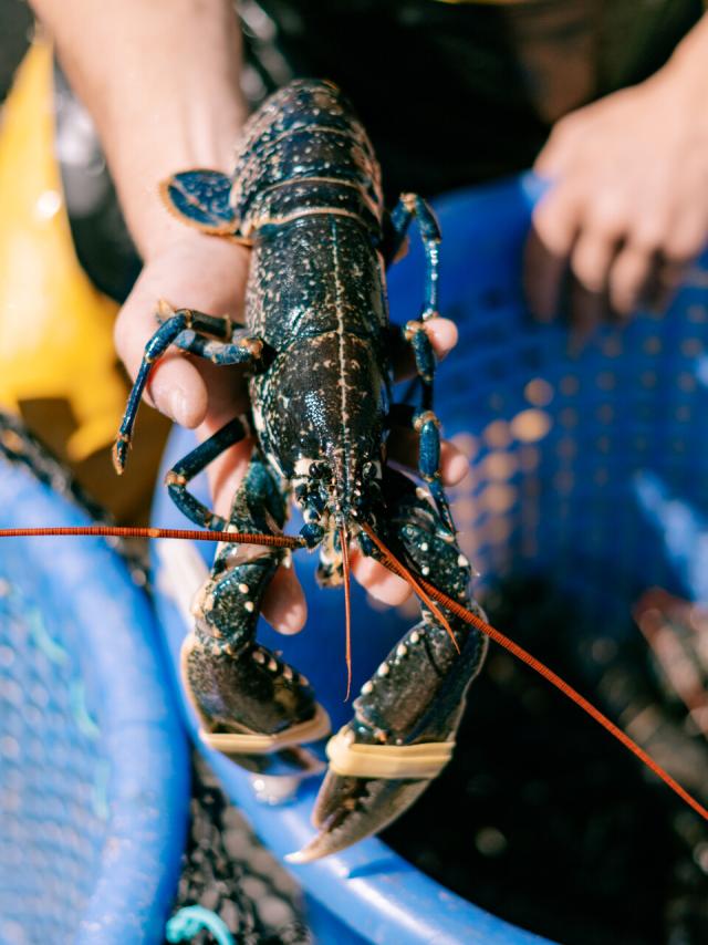 Lobster Chausey Archipelago Granville