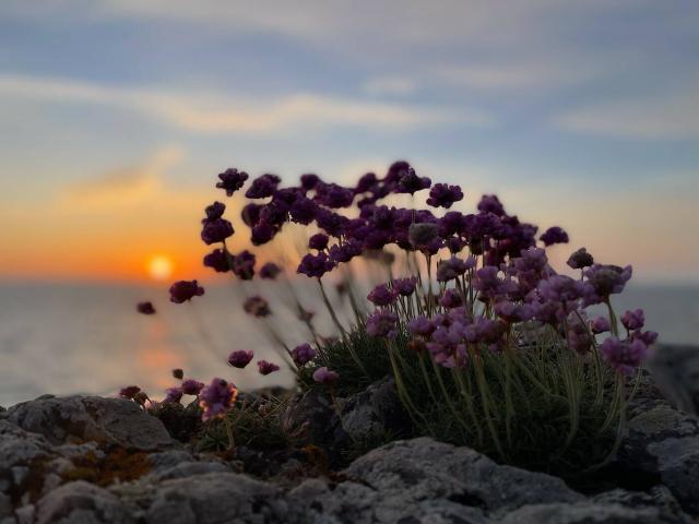 Armérie maritime, the little carnation on the coastal path
