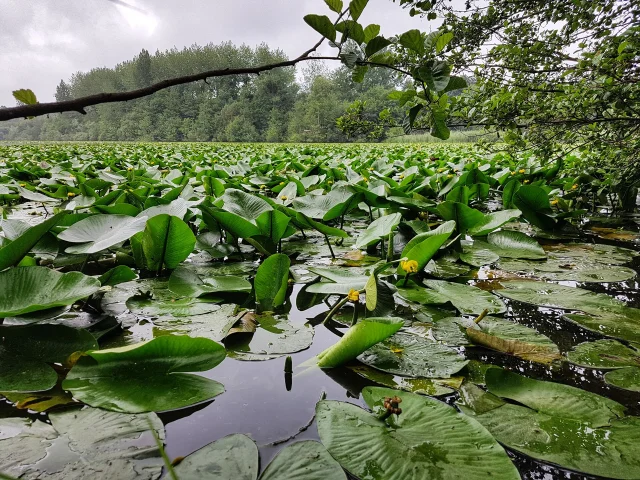 Water lilies in the Bouillon pond in Jullouville