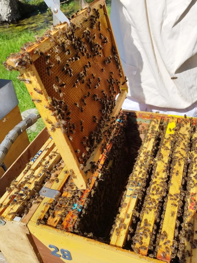 Bienenzucht Die Bienenstöcke Von Jacky Lebon Credit Otgtm Jacky Lebon 36914 1920px 2