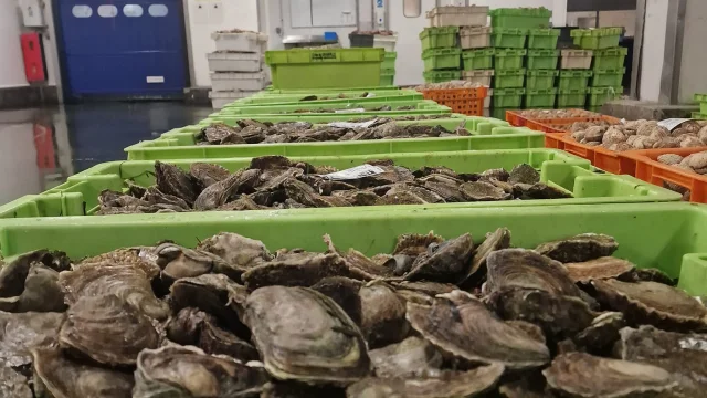 Flat Oyster 03