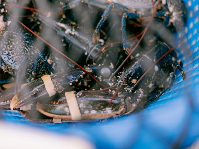 Malo Copyright Cecile Ballon Bd10