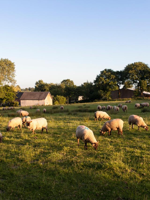 LES MOUTONS DE LA FERME LES AGNEAUX DU BOCAGE DE ROMAIN LEPROVOST