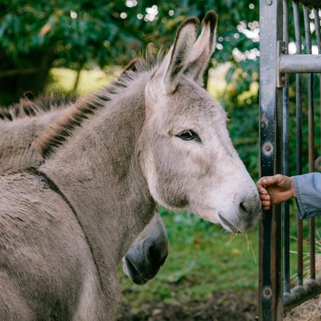 Donkeys Chateau Chanteloup