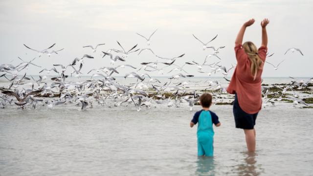 Margaux Coyette Birds