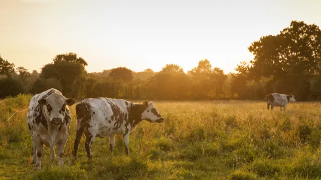 NORMANDY-BRED COWS AT THE ORGANIC FARM OF BOIS LANDELLES IN HUDIMESNIL.HUDIMESNIL, NORMANDIE, FRANCE. JUNE 2017.