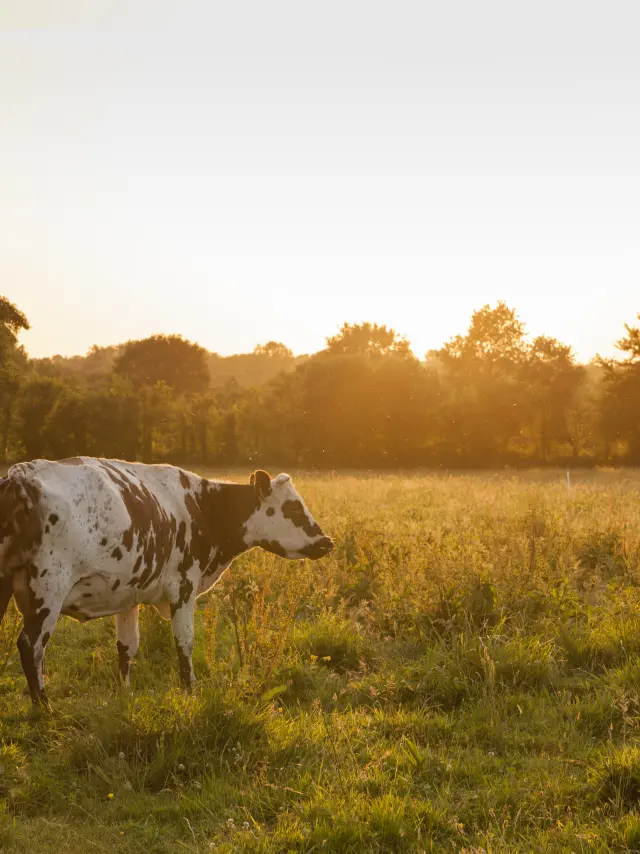 NORMANDY-BRED COWS AT THE ORGANIC FARM OF BOIS LANDELLES IN HUDIMESNIL.HUDIMESNIL, NORMANDIE, FRANCE. JUNE 2017.