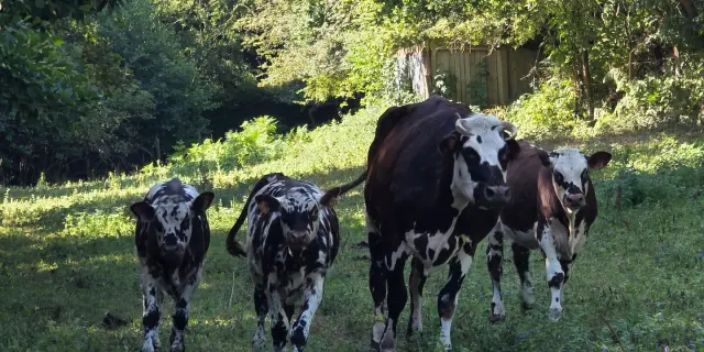 Je M Immerge Dans Le Quotidien Paysan De La Ferme Du Manoir D Anctoville