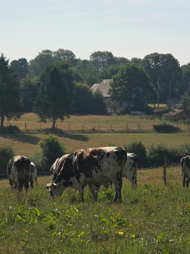 Je M Immerge Dans Le Quotidien Paysan De La Ferme Du Manoir D Anctoville Credit Otgtm Estelle Cohier 1896 1920px 22